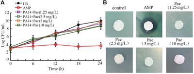 Treatment with paeoniflorin increases lifespan of Pseudomonas aeruginosa infected Caenorhabditis elegans by inhibiting bacterial accumulation in intestinal lumen and biofilm formation